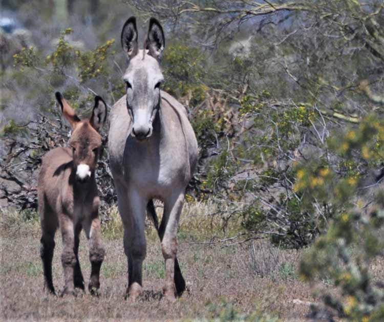 donkeys